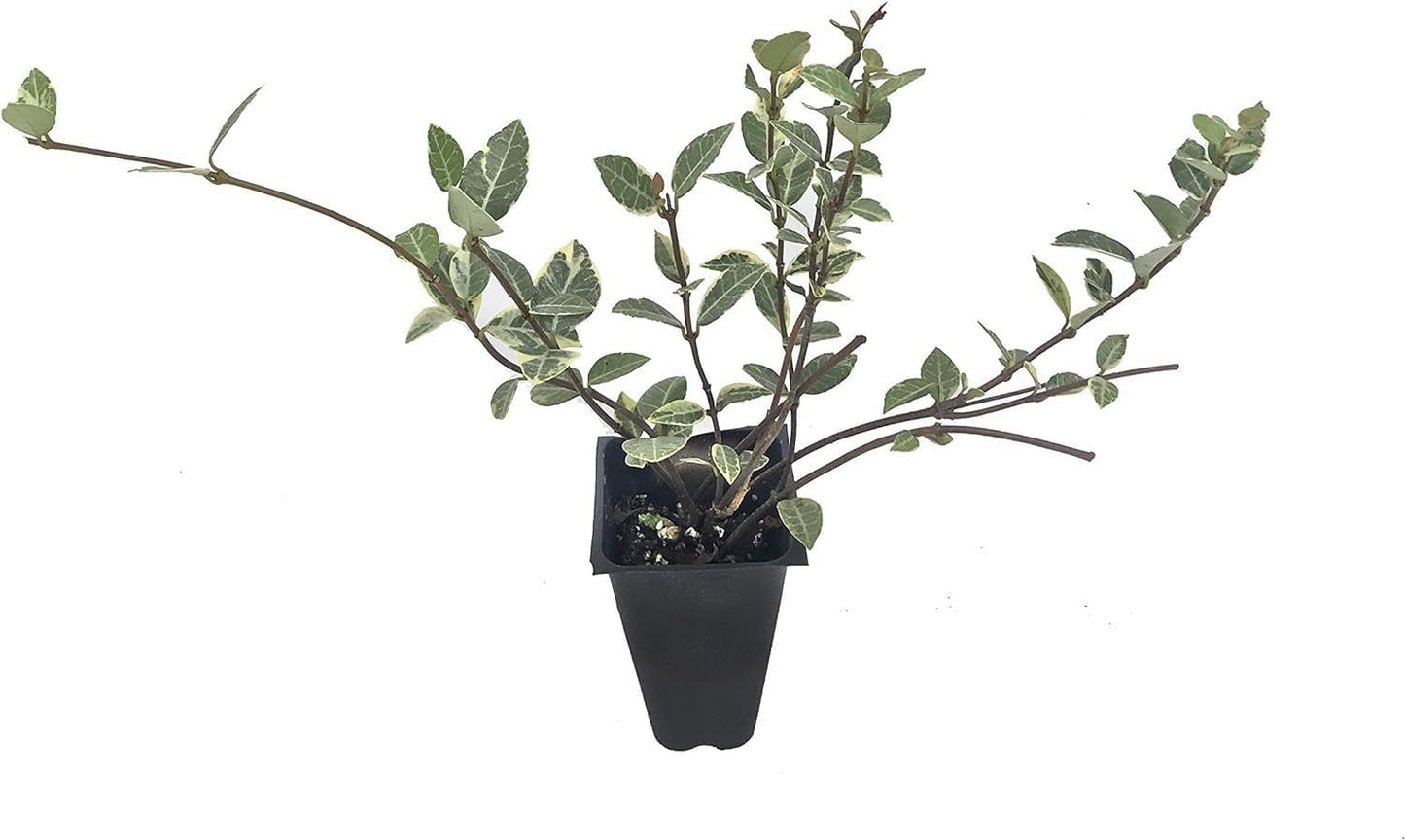 Variegated Asiatic Jasmine Minima | 3 Live Plants | Easy-Grow Ground Cover | Lush, Trailing Green and White Foliage | Perfect for Gardens and Landscape Borders | Hardy Evergreen Plant
