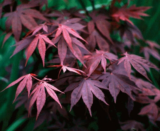 Live Plant - Bloodgood Japanese Maple Tree - 24-36" Tall, Gallon Pot - 2-3 Ft Tall Live Plant