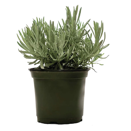 American Plant Exchange English Lavender – 6-Inch with Pot – Live Fragrant Flowering Herb Plant, Edible Aromatic Greenery for Home, Garden, Patio, or Balcony Decor