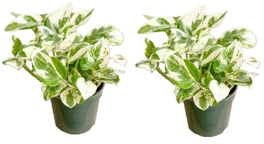 Live Tropical Pothos Plant Pearls & Jade, (2 Pack) in 3-inch Pot, NO Shipping to CA