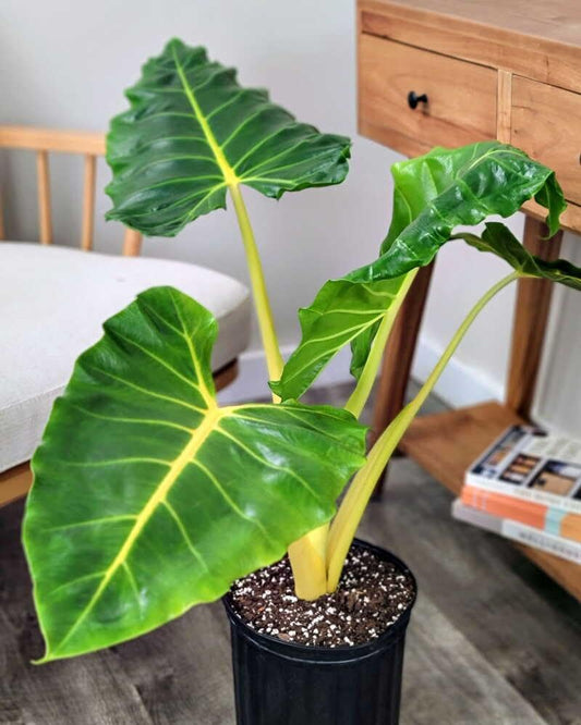 RedCrocus - RedCrocus Lutea Elephant Ear Alocasia macrorrhiza 'Lutea' for shaded gardens, containers, tropical borders, and landscape accents. Bright yellow foliage, green veins, low maintenance 6" Po