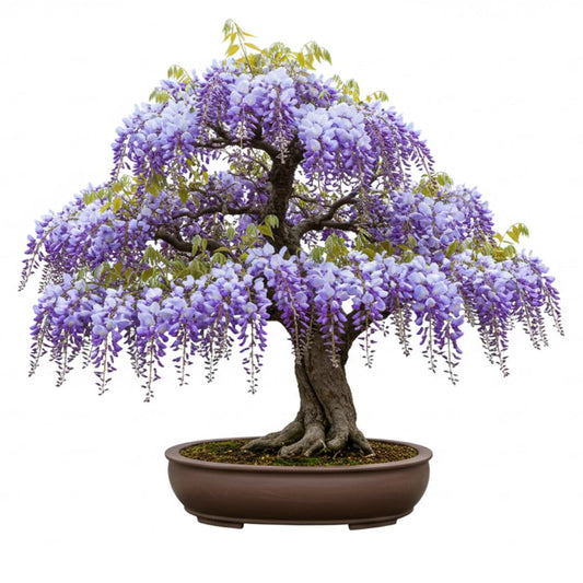 Chinese Wisteria Bonsai Tree Seedling for Planting - 1 Year Old Well Rooted Seedling - Fast-Growing Ornamental Tree with Violet-Purple Flowers and Fragrant Sweet Scent