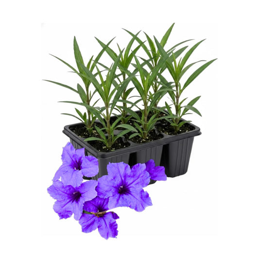 6 Mexican Petunia Live Plants, Vibrant, Low-Maintenance Perennial Flowers, 4-7 Inches, Garden or Containers Growing (Purple Showers)