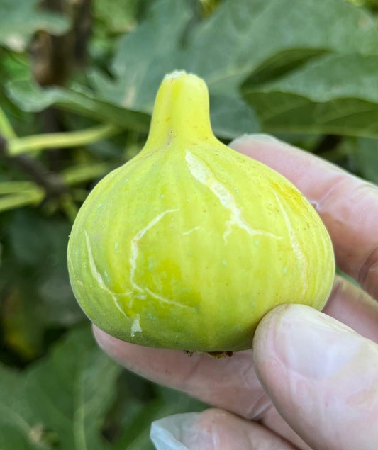 Live Plant - Gold Fig and Yellow Long Neck- 2 TC Plant/Plug2-3-6 inches