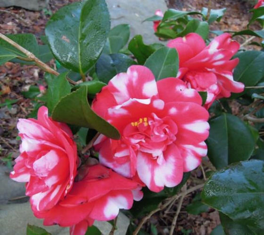 Live Plant - Governor Mouton Camellia Japonica - Starter Plant