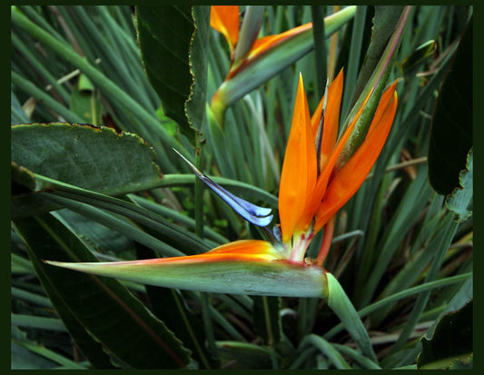 Bird of Paradise Live 1-2 ft Plant Orange Blue Flower Strelitzia Reginae