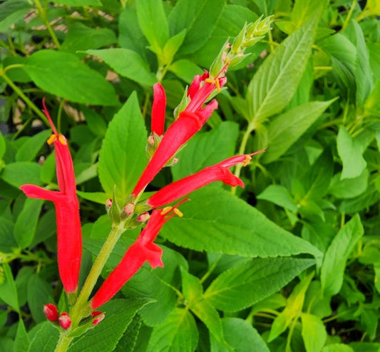 Greenwood Nursery: Live Perennial Plants - Pineapple Sage + Salvia Elegans - [Qty: 2X Pint Pots] - (Click for Other Available Plants/Quantities)
