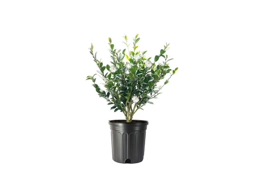 Camellia Sasanqua Mine-No-Yuki I 3 Extra Large Trade 3 Gallon Plants I White Flowering Snow-White Blooms, Live Plant for Gardens & Landscapes, Winter Blooming Elegance for Year-Round Greenery