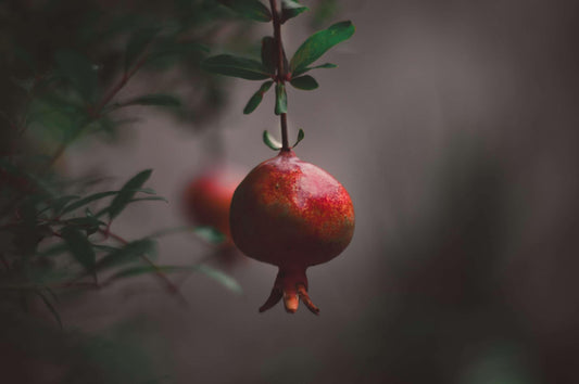 Live Plant - Pomegranate Tropical Fruit Tree 24”-36”
