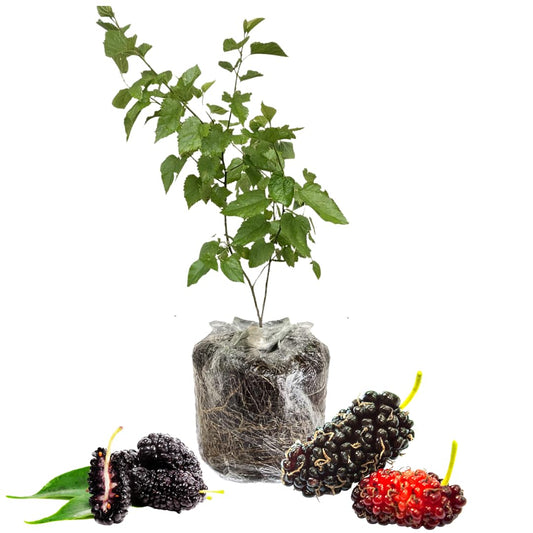 Mulberry Plant Live for Planting 5 to 8 Inch Tall, Sweet Mulberry Fruit Tree, Mulberries Seedling (Dwarf Mulberry)