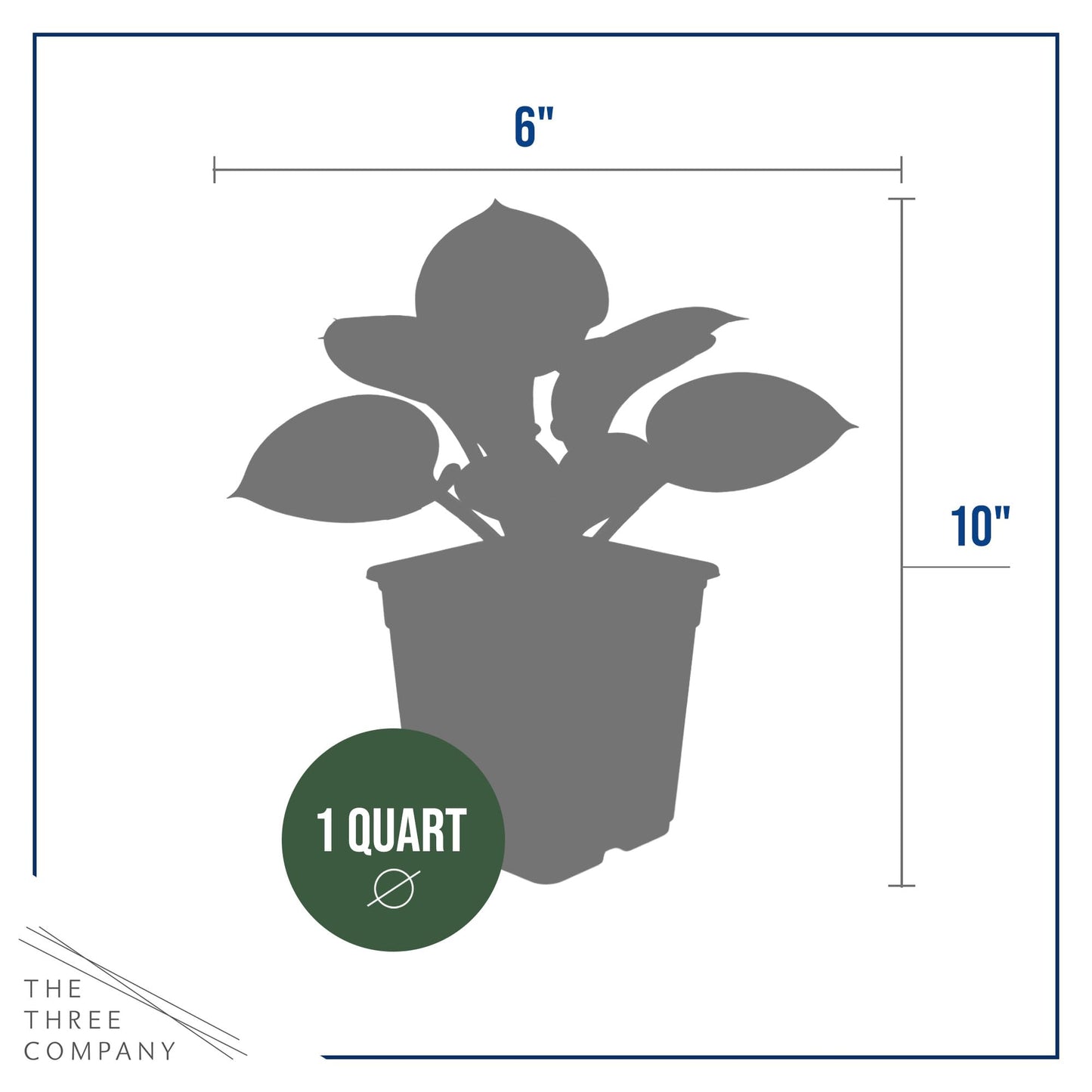 Live Perennial Hosta - Blue Cadet (3 Plants Per Pack) Beautiful Accent Plant, 10" Tall by 4" Wide in 1 Qt Pot