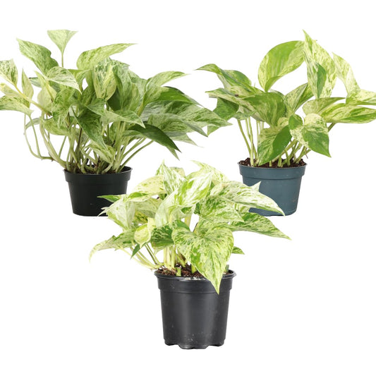 Thorsen's Greenhouse Marble Queen Pothos, Live Indoor Plant, Easy to Grow, Rare Variegated Houseplant, Natural Air Purifier, 4-inch Diameter Pot (3 Pack Nursery Pots)