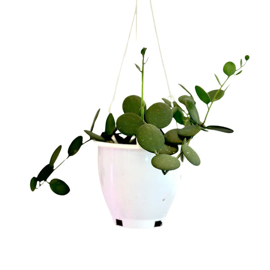 4.5 Inch Silver Dollar Vine Plant - Trailing Succulent Hanging Plants Live - String of Nickels - Fully Rooted Houseplant for Home Office Decorations & Birthday Gift(Heat Pack Included)