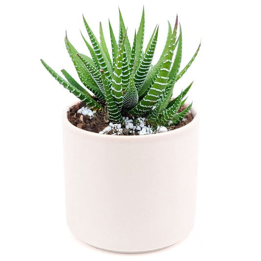 Haworthia Zebra Spiky Succulent Plant with Care Guide - Best Indoor Plants - Easy to Grow Succulents - Gift Ideas for Plant Lover - Low Light Succulents (4'' + White Modern Pot)