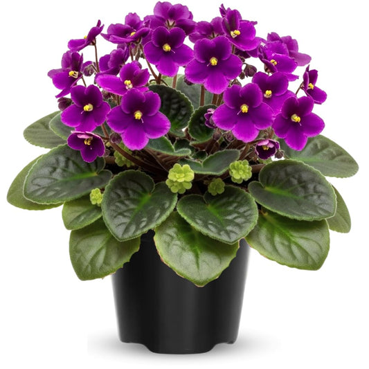 African Violet Live Plant Houseplant in 4" Pot, Blooming Indoor Plant for Home or Office with Vibrant Flowers (Purple African Violet)