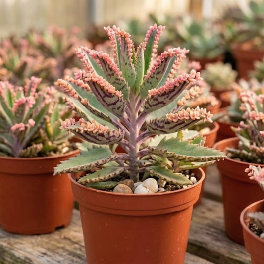 Kalanchoe Pink Butterfly Live Plant, 2" Pot, Exotic Pink Plantlets for Home and Office Desk Decor, Unique Succulent Houseplant, Easy-Care Indoor Decorative Plant