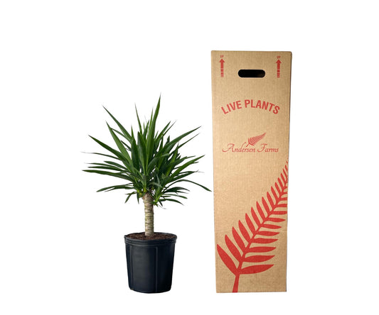 Andersen Farms Yucca Cane – 10 Inches Grower Pot – Live Indoor/Outdoor Air Purifying Plant – Drought-Tolerant Easy Care Tropical Houseplant for Home or Office Décor