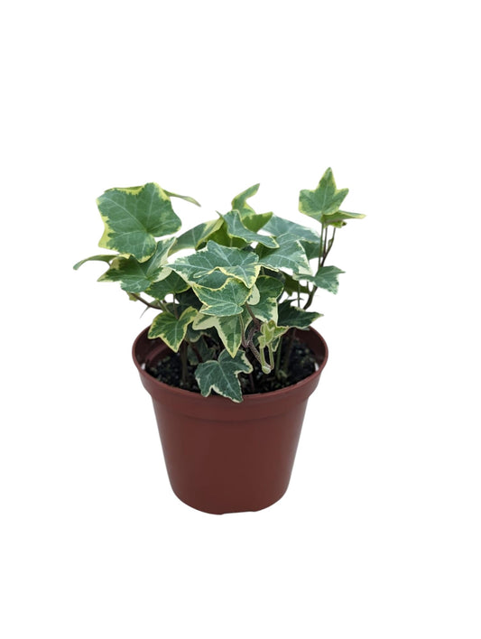 Gold Child English Ivy Plant, 4 Inch Pot, Live Indoor Houseplant