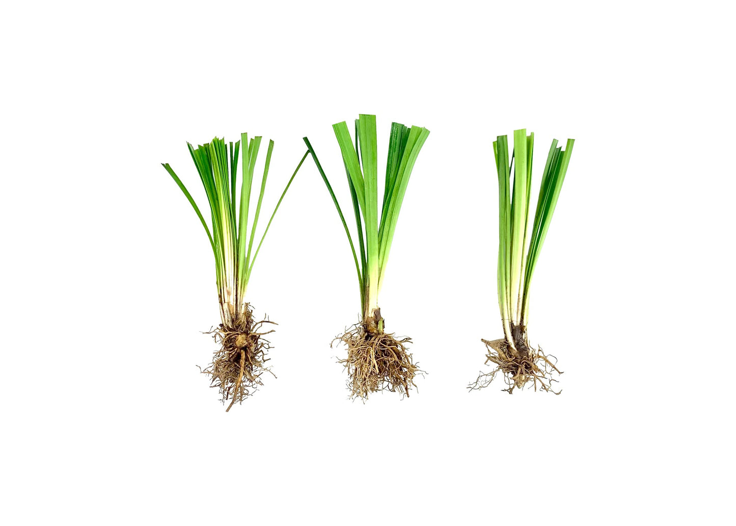 Super Blue Liriope Muscari - 10 Bare Root Plants - Evergreen Ground Cover Grass