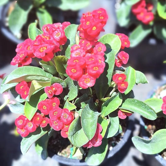 Red Crown of Thorns Plant Live, Euphorbia Milii Plant Live Potted 4 Inc, Cactus Plants Live Houseplants