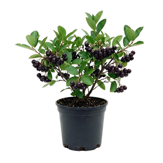 Chokecherry Plant Live, Chokecherry Plant for Planting, 7-9 Inc Tall, Hardy Edible Berry Shrub for Garden and Backyard Growing