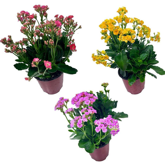 LEAL PLANTS ECUADOR Kalanchoe Plants (Pack of 3) Bundle Plants Vibrant, Long-Lasting Blooms & Easy Care,Air-Purifying, Perfect for Home Decor, Unique Gift for Plant Lover