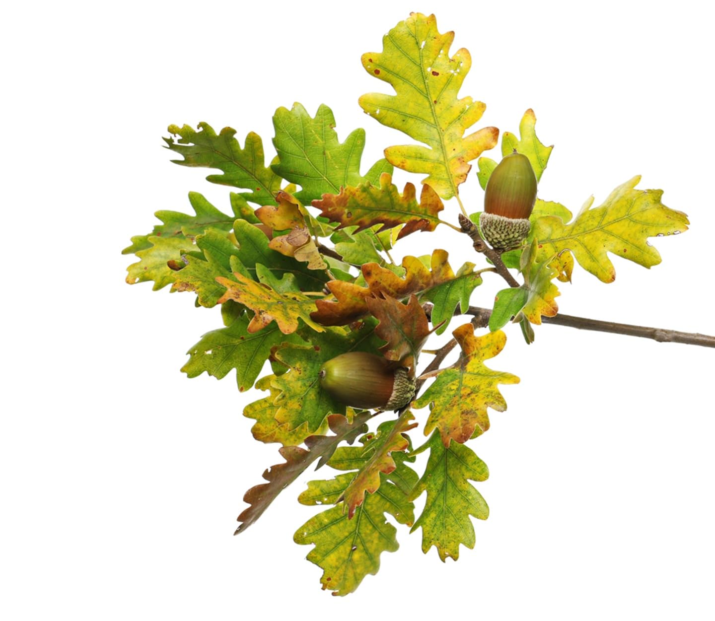 Bulk White Oak Tree Seedlings for Planting - 1 Yr Old Seedlings of Quercus alba - Great for Shade and Privacy Hedge (10 White Oak Trees)