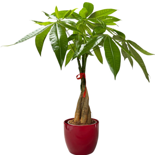 Hopewind Plants Shop Money Tree Live Plant | 14-22 Inches Tall Bonsai | Easy to Grow Indoor Houseplant | Home, Office, or Room Decor | Birthday, Housewarming Gift (Red)