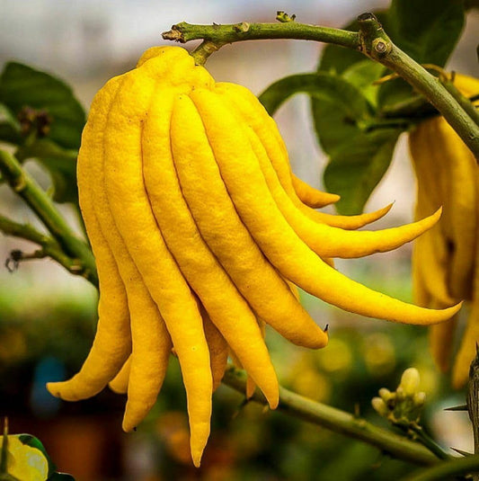 Live Plant - Buddhas Hand (Fingered Citron) Tree - 12-15" Tall - Live Citrus Plant - 5" Pot