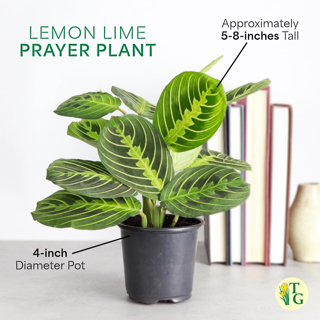 Thorsen's Greenhouse Lemon Lime Prayer Plant, Live Indoor Plant, Pet Friendly, Attractive Houseplant, Lemon Maranta, Natural Air Purifier, Easy to Grow, 4" Diameter Pot (Growers Pot)