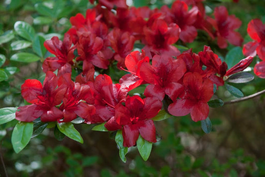 Live Plant - Midnight Flare - Azalea Rhododendron Deciduous Small Rooted Starter Plant