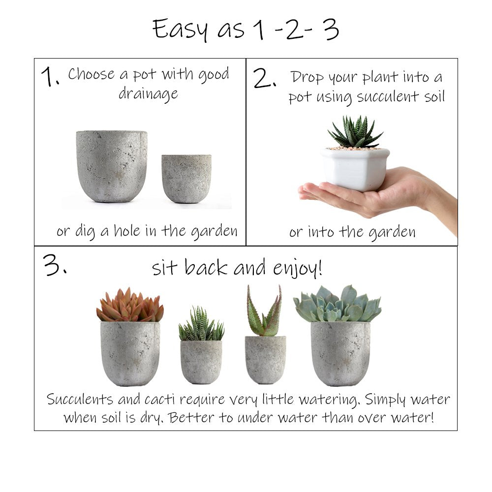 Altman Plants, Assorted Succulents Plants Live Houseplants (12PK), Succulent Plants Home Office Plants Live Indoor Plants, Live Plants Indoor House Plants, Easy Care Plants, Desk Plants Kitchen Plants