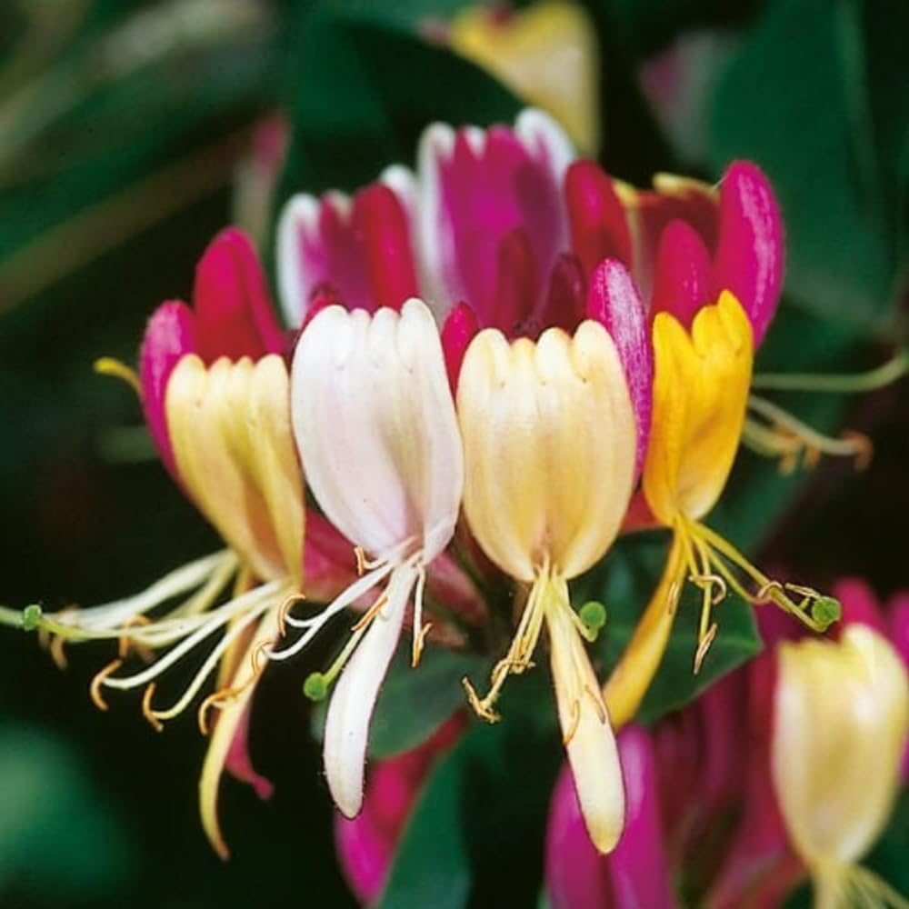 Fragrant Pink Yellow Climbing Honeysuckle Plant Live Vine, Lonicera Perennial Honeysuckle Plants 5 to 9 Inches Tall