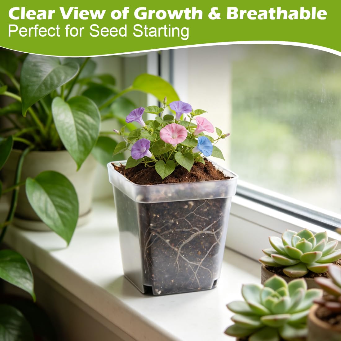 RooTrimmer 2.7 Inch Square Nursery Pots, 60 Packs Clear Seedling Pots with Drainage Holes, Reusable Propagation Pots Small Plant Container for Indoor Outdoor Gardening