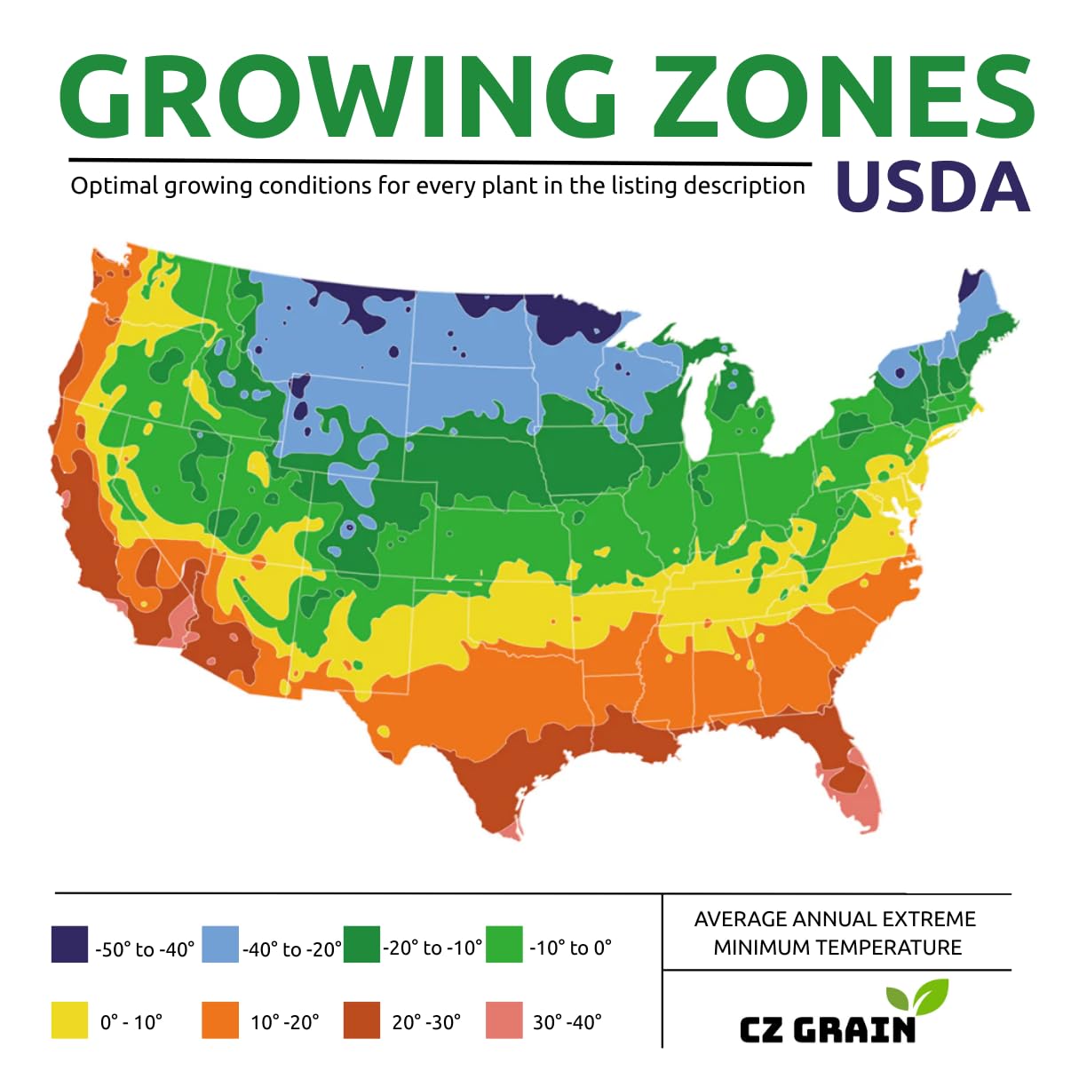 Large Flowering Mix Daffodil Bulbs for Planting, Stunning Perennial Flower Bulbs, Borders, Garden, Landscaping, Bulb Size 12/14 cm, Large Flowering Daffs (10 Bulbs)