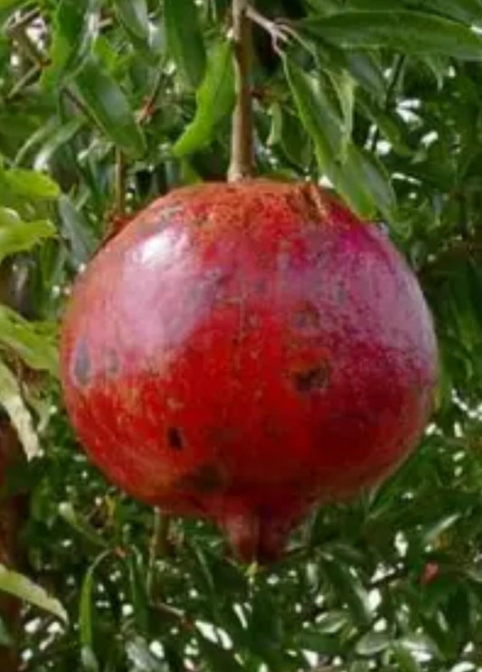 Live Plant - Pomegranate - 'Wonderful' - Punica granatum - 15 Plants