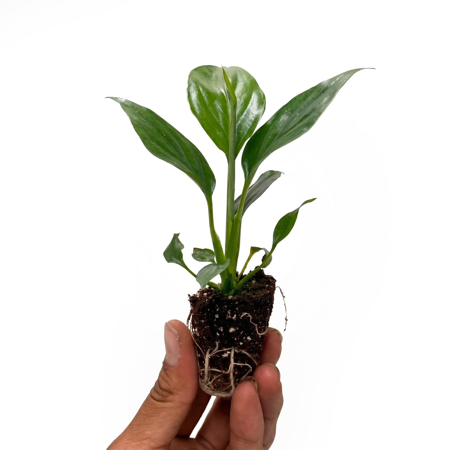Live Spathiphyllum '7th Heaven' Plant - '7th Heaven Peace Lily' - ragnaroc Tropical Plant 2-8" Tall - 4ct - Live Arrival Guaranteed - House Plants for Home Décor & Gift