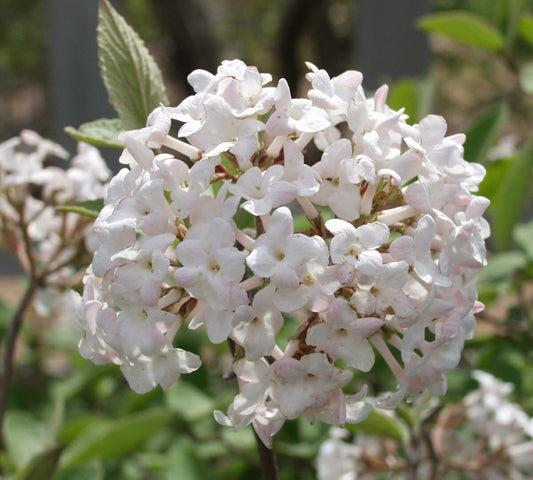 Live Plant - 2 Juddi Viburnum Shrubs - Live Potted Plants - 6-12" Tall Seedlings - 3" Pots