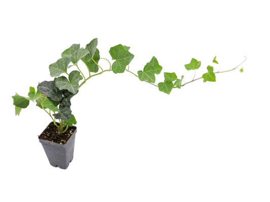 Greenwood Nursery: Live Ground-Cover Plants - English Ivy + Hedera Helix - [Qty: 5X Pint Pots] - (Click for Other Available Plants/Quantities)