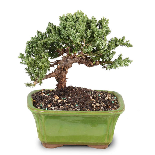 Brussel's Bonsai - Live Green Mound Juniper Bonsai Tree, Outdoor Bonsai Tree Live Plant in Decorative Container, 3 Years Old, 4-6 Inches Tall, Easy Care Bonsai (Small)