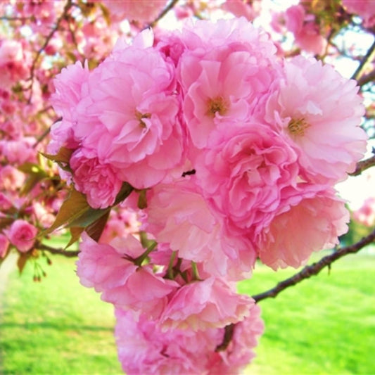 Cherry Blossom Tree, Live Ornamental Tree 6-12" Tall in Pot, Beautiful Spring Blooms for Outdoor Planting (Double Pink Cherry Blossom)