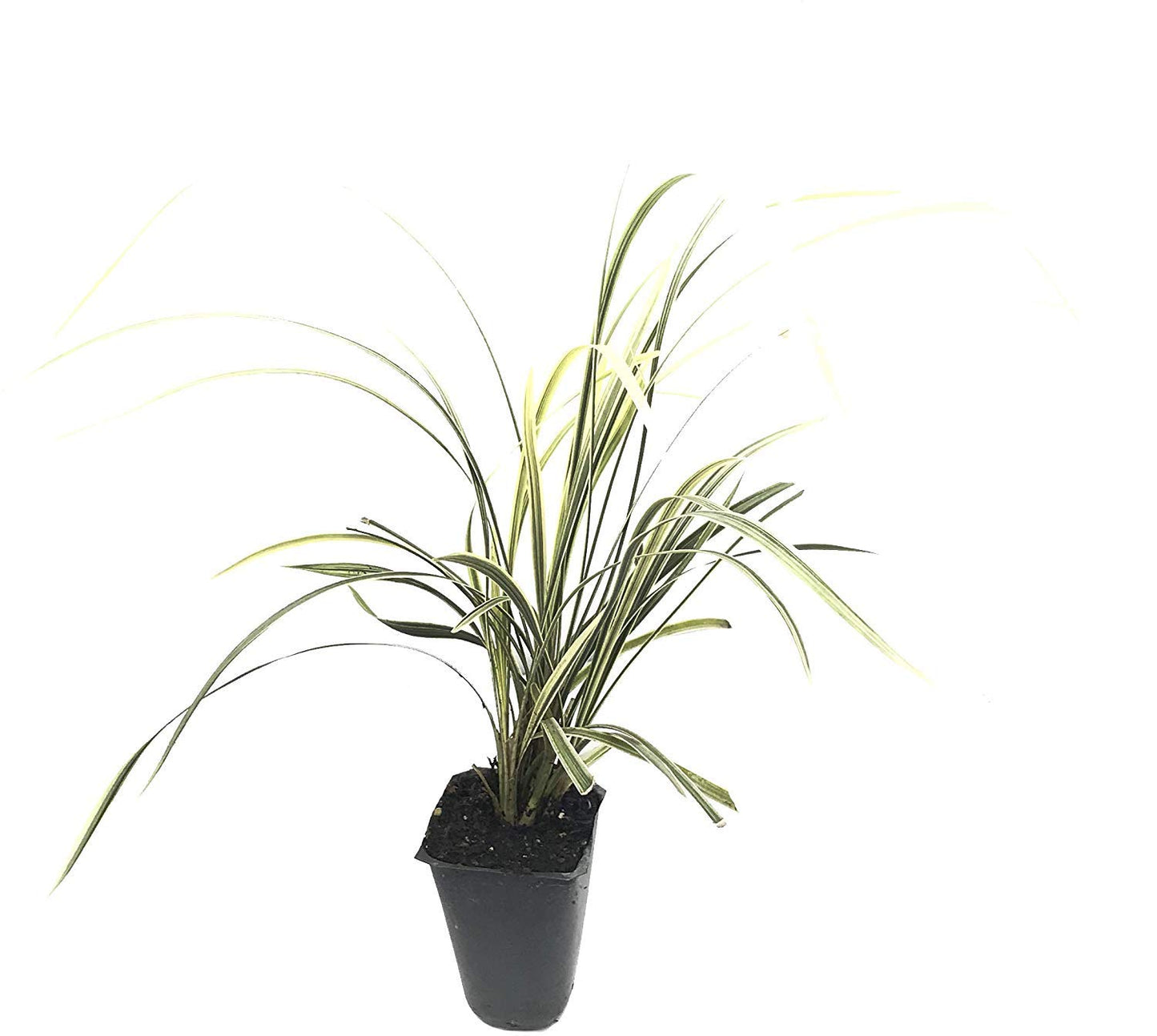 Aztec Grass - 3 Live Plants - Variegated Liriope - Ophiopogon Intermedius Argenteomarginatus