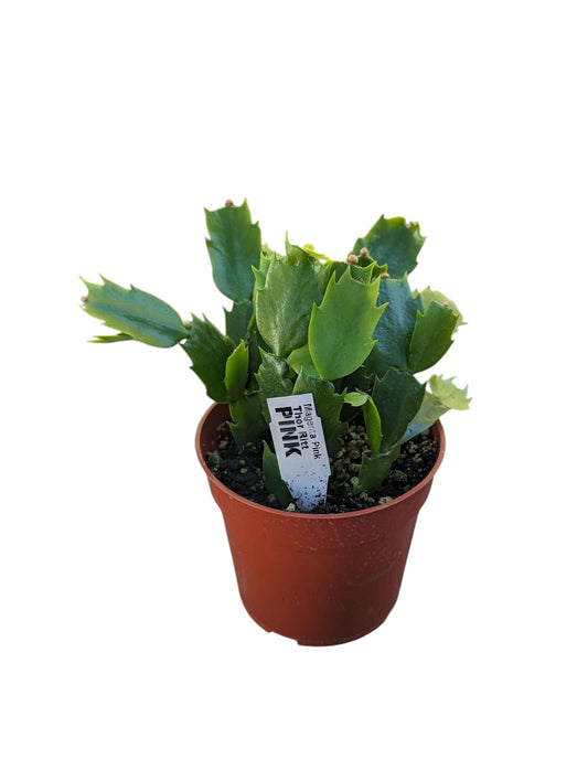 Live Christmas Cactus Plant in 4 Inch Pot, Pink Blooming Holiday Succulent, Indoor Thanksgiving Decor