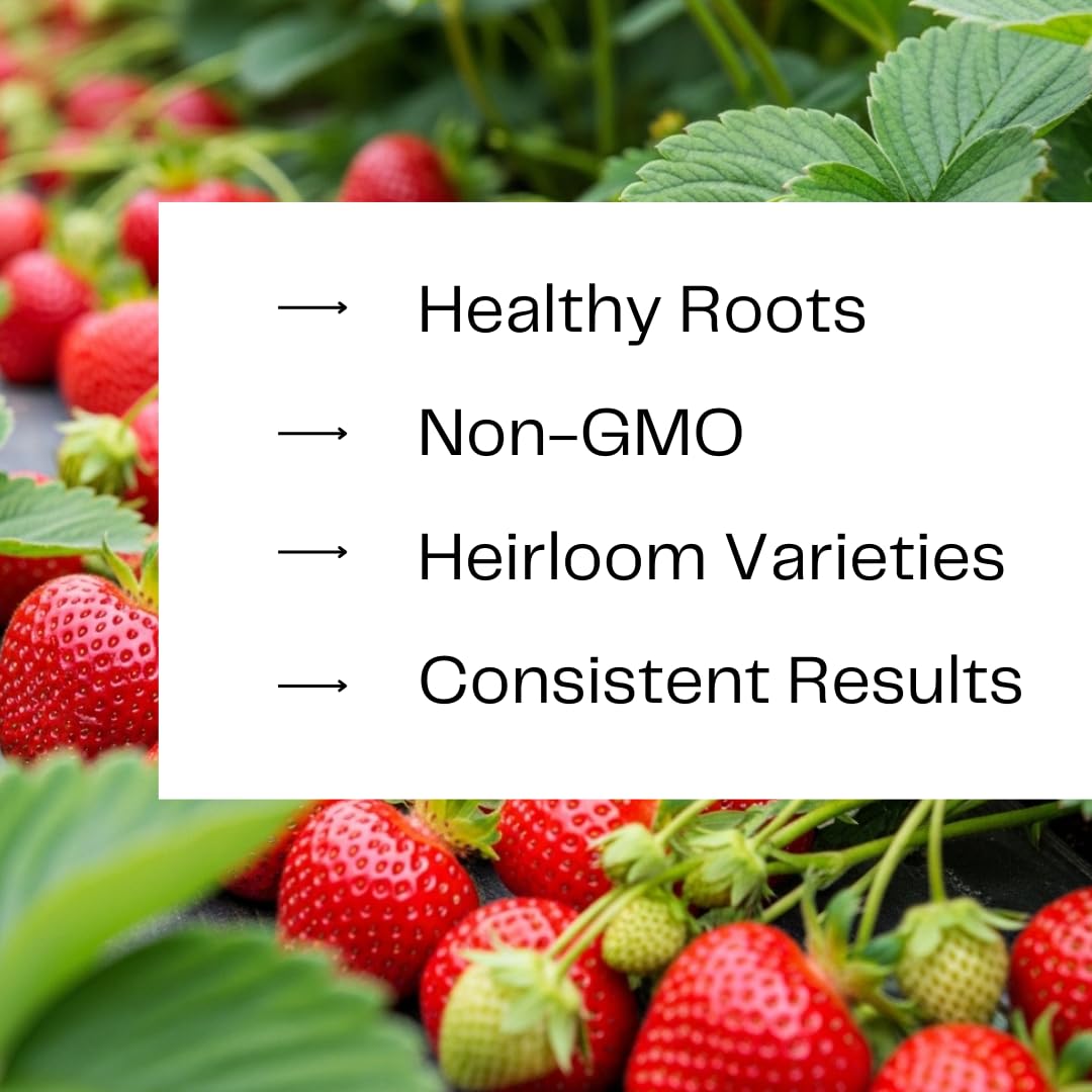 Ruby Giant Strawberry Plants – Extra Large Sweet Strawberries – High Yield Strawberry Runners – Big Fruit, Easy to Grow Plants for Home Gardens (5 Plants)