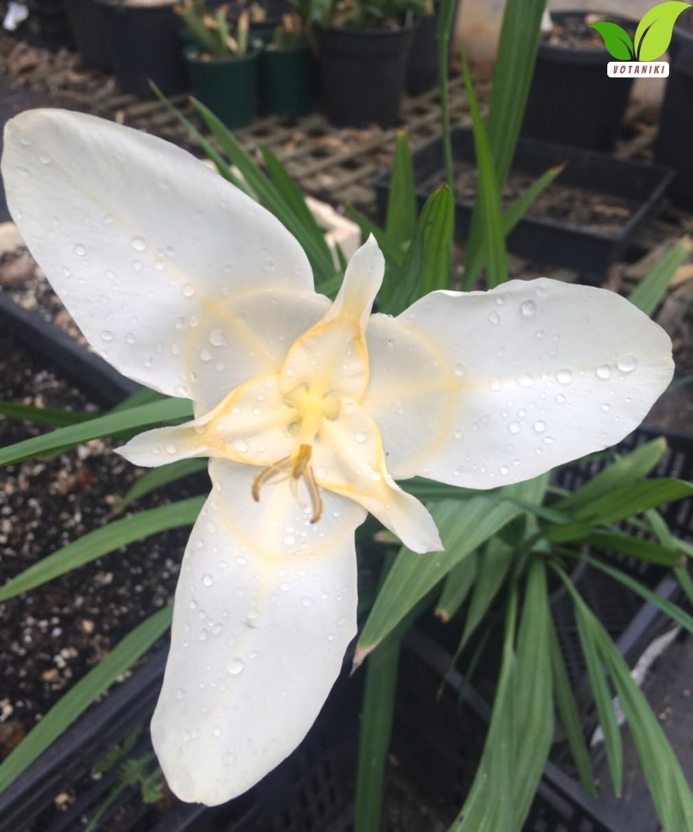 Votaniki Tigridia Pavonia Alba Immaculata Bulbs White Mexican Shell Flower Summer Bloom Garden Plants Cut Flower Use Sun to Part Sun Outdoor Planting (Pack of 3)