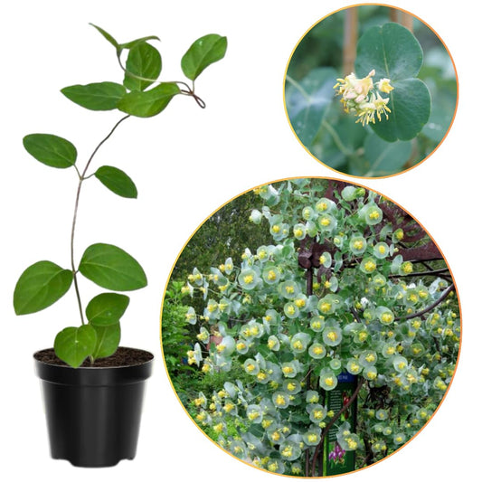 Ghost Climbing Honeysuckle Plant Live, Fragrant Honeysuckle Plants Vine Bushes in 2.5 Inch Pot