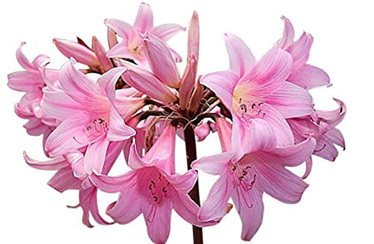 Naked Ladies Amaryllis Belladonna - 3 Pink Bulbs - Stunning Blooms for Outdoor Gardens - Easy-to-Grow Perennial Flowering Plant