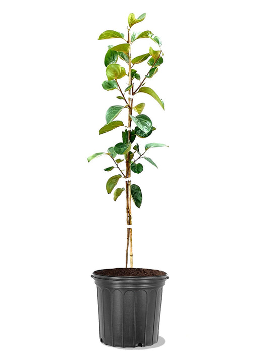 American Plant Exchange Fuyugaki Persimmon Tree, 5 Gallon Pot, 2-3ft Tall, Large Outdoor Landscape Garden Plant, Live Fruiting Plant, Non-Astringent Variety, Fresh Persimmons for Gourmet Recipes
