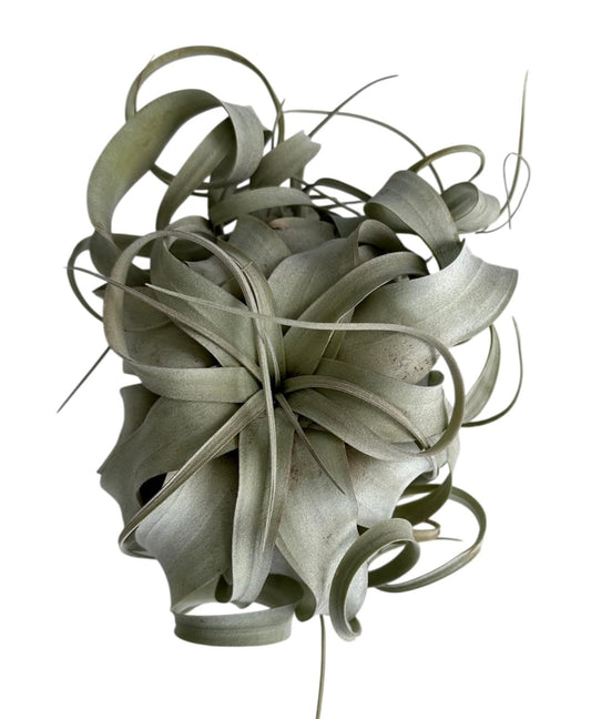 X-Large Tillandsia Xerographica Air Plant, 8-9 inches, Silvery Rosette Display Plant