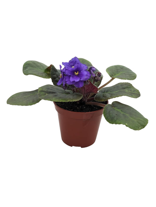Novelty African Violet Plant in 4" Pot, Purple Blooms